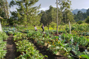 Vegetable Garden